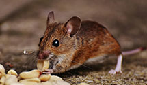 24 Hour & Emergency Exterminators in Woodbine, MD